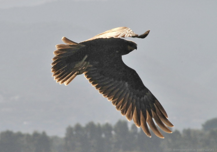 Falco di Palude - Circus aeruginosus